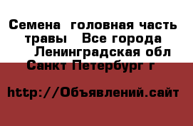Семена (головная часть))) травы - Все города  »    . Ленинградская обл.,Санкт-Петербург г.